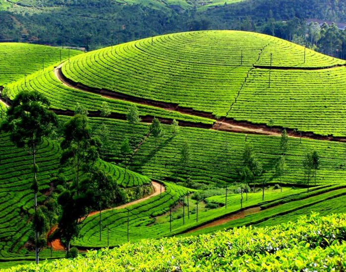 tea-plantation